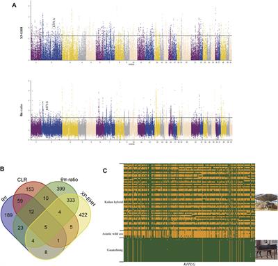 Whole Genome Sequencing Provides New Insights Into the Genetic Diversity and Coat Color of Asiatic Wild Ass and Its Hybrids